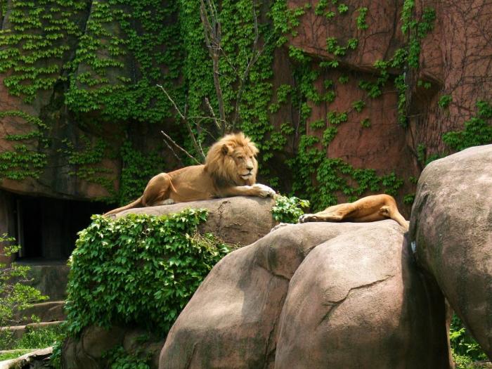 Lincoln Park Zoo: Everything you need to know